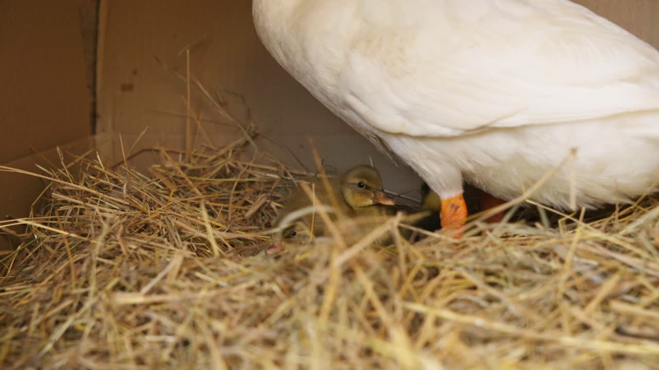 Eine ausgewachsene weiße Ente steht über einem Nest aus trockenem Stroh und bewacht junge Entenküken, die sich unter und um ihre Beine in einer geschützten Umgebung bewegen. Die Szene zeigt Tierpflege