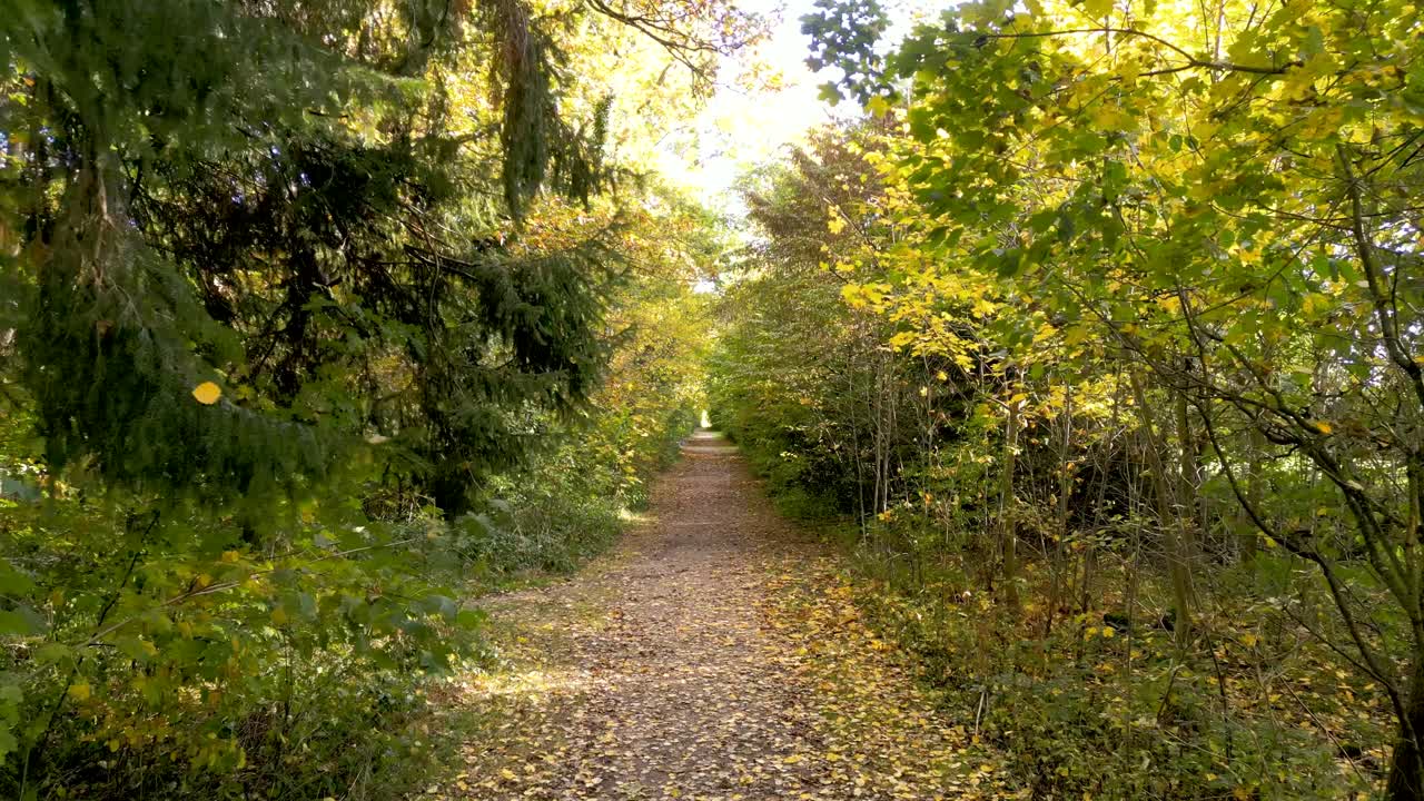drone aéreo belleza vibrante del otoño en un bosque mixto europeo: rayos de sol asomando a través de las ramas, hojas doradas revoloteando en los árboles, ambiente sereno del bosque, vista del cambio de estación