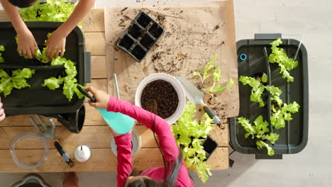 children learning to grow lettuce in a hydroponic system