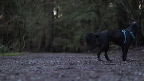 Verschiedene-Drohnen--Und-DSLR-Aufnahmen-In-Der-Wunderschönen-Deep-Cove-In-Vancouver,-BC