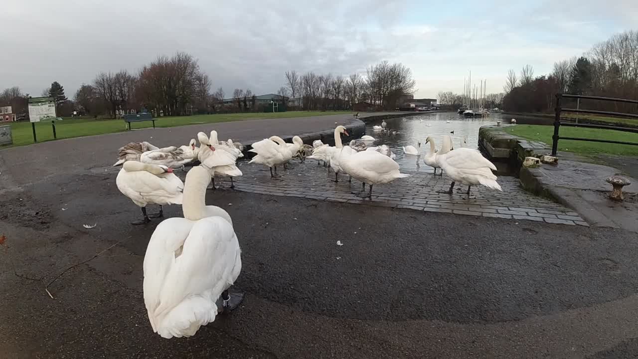 이른 아침 일출에 운하 수로에 모인 거위