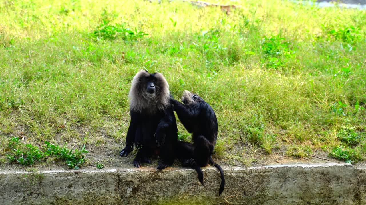 animal y vida silvestre, la vida silvestre se refiere tradicionalmente a especies animales no domesticadas-11
