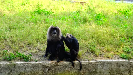 Tier-Und-Wildtiere,-Wildtiere-Beziehen-Sich-Traditionell-Auf-Nicht-Domestizierte-Tierarten-11