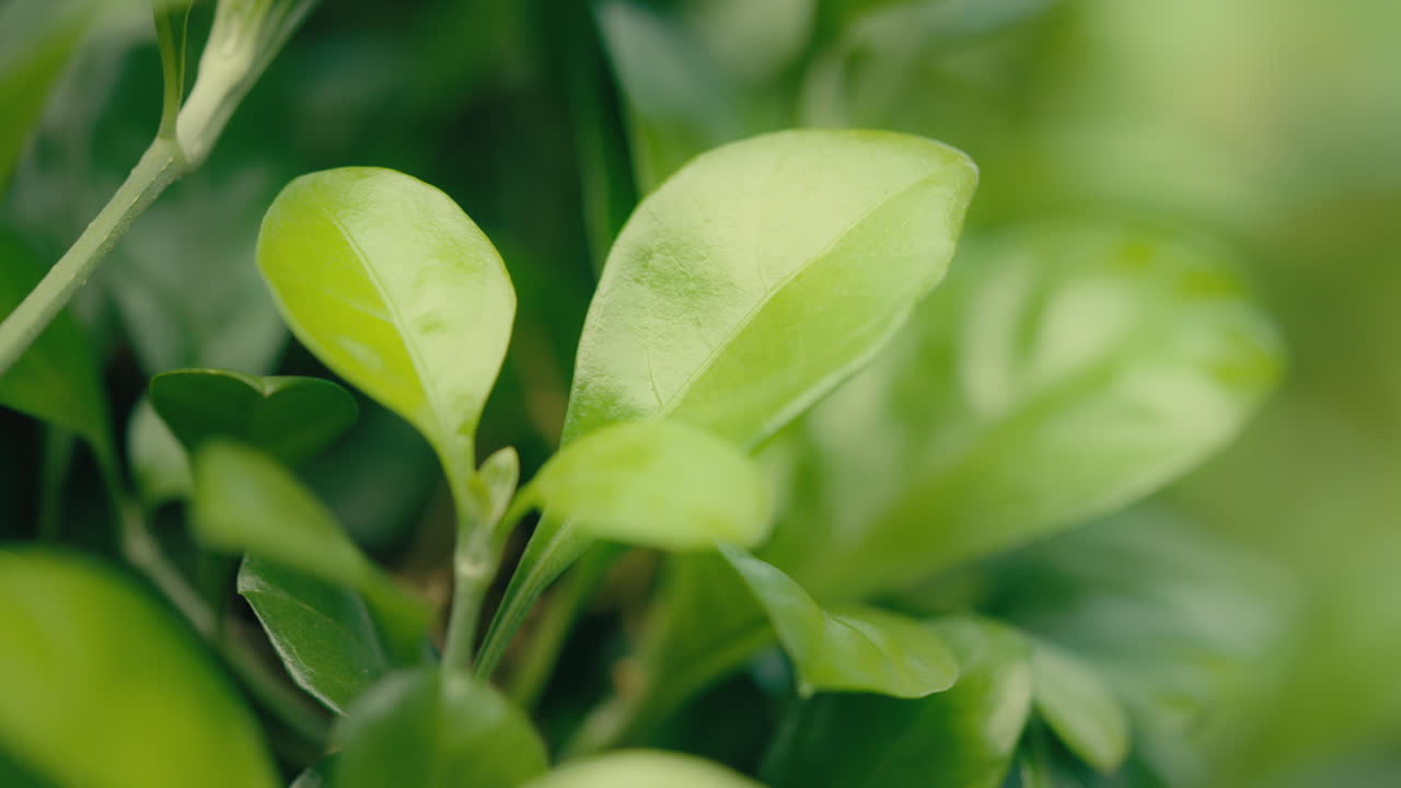 ramas de árboles verdes claras en la luz del sol