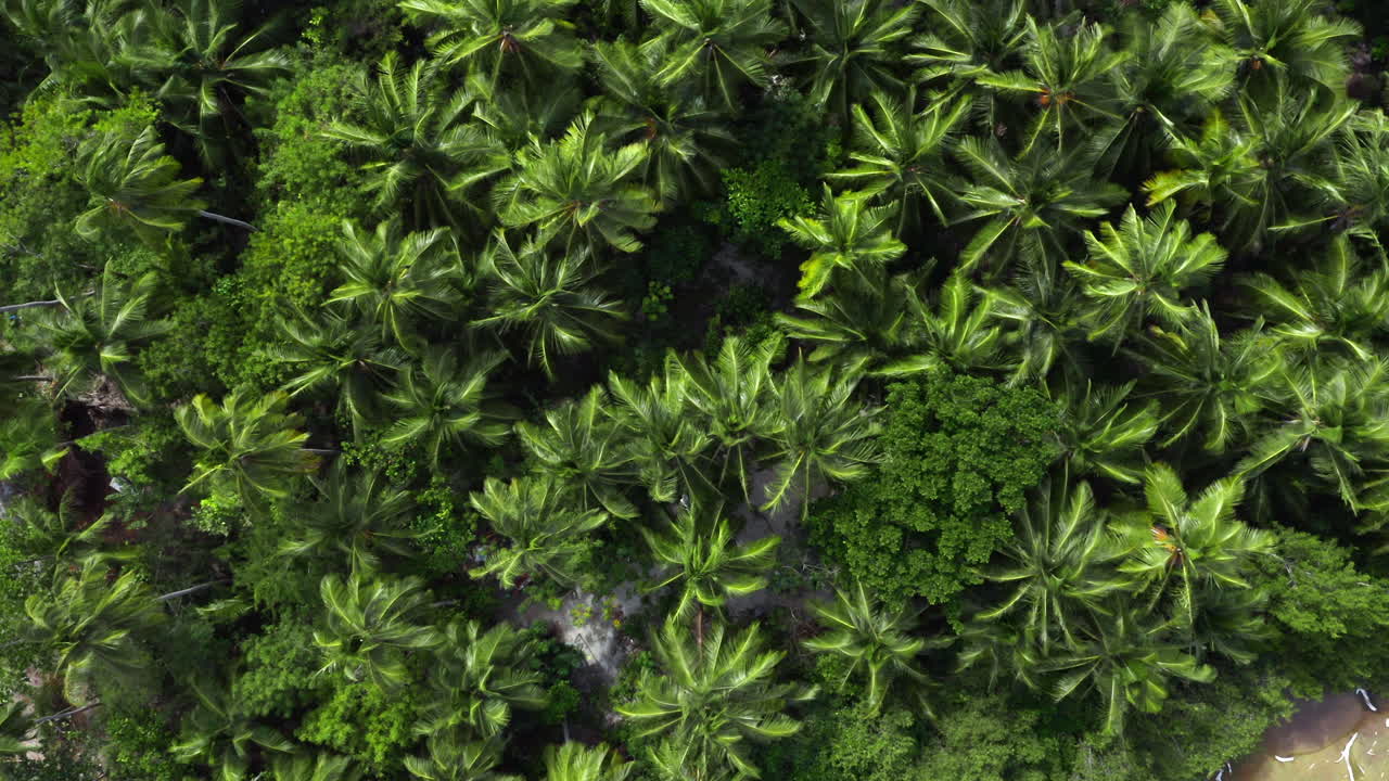 una cálida brisa tropical sopla a través de palmeras, saona, república dominicana, vista aérea de arriba hacia abajo