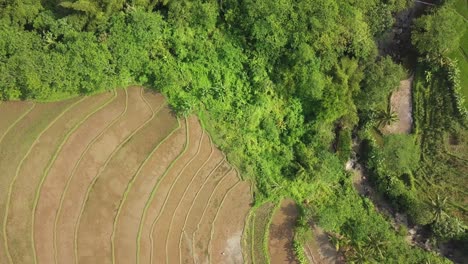 Aerial-view-of-rice-field-and-river