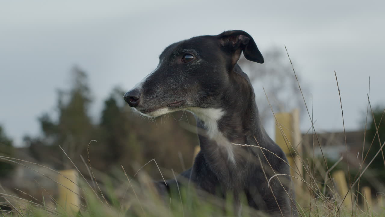 perro mascota con cuello largo en la hierba larga