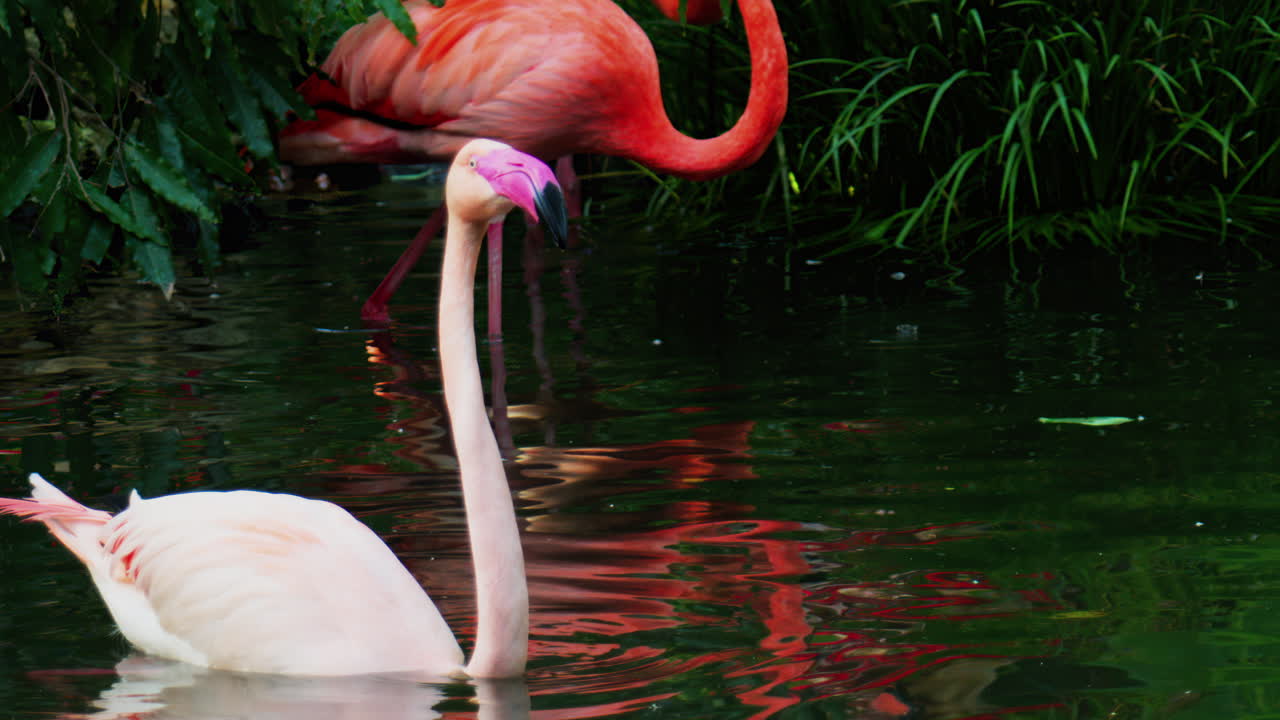 Close up of beautiful, pink flamingo moving in water at a zoo