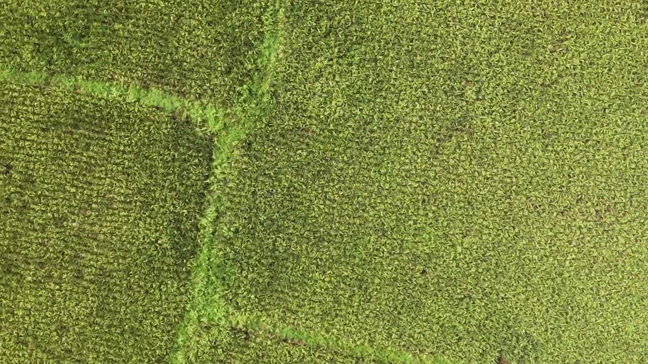 hermosos y exuberantes campos de arroz en un brillante día soleado en surigao del norte, filipinas