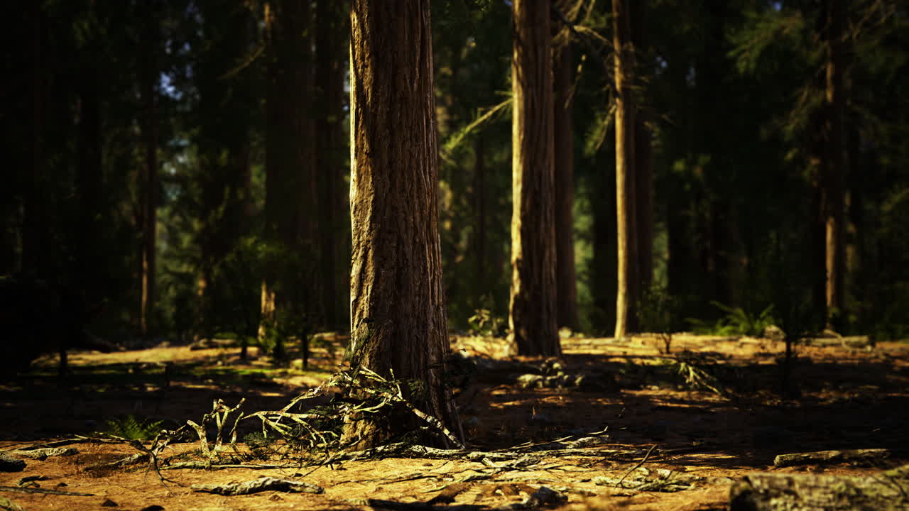 Sunlight filters through tall trees in a serene forest encounter