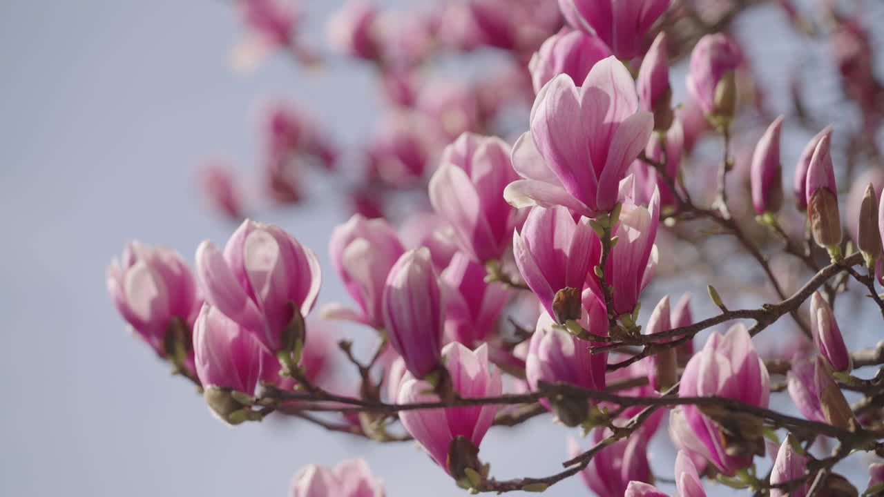 las flores de un árbol de magnolia en primavera