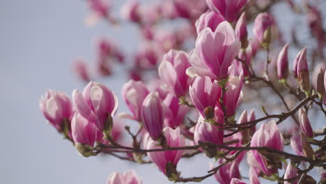 Flores-De-Un-árbol-De-Magnolia-En-Primavera.