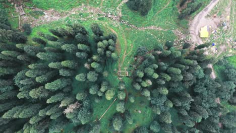 aerial footage of pine trees from above which looks beautiful pattern in nature, himachal pradesh