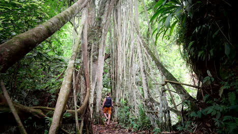 un turista masculino explora una selva remota con un puente de madera natural como un árbol en bali