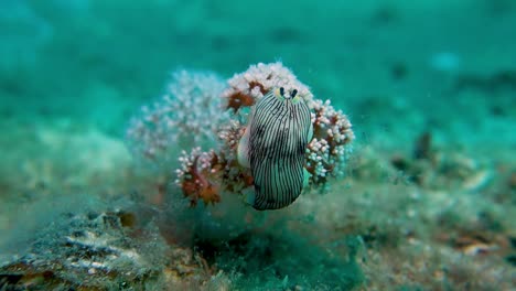 white striped nudibranch stuck hold on to soft coral on sandy ocean bottom