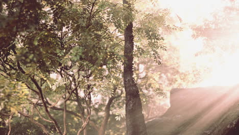 la luz del sol fluye a través de los árboles en un bosque
