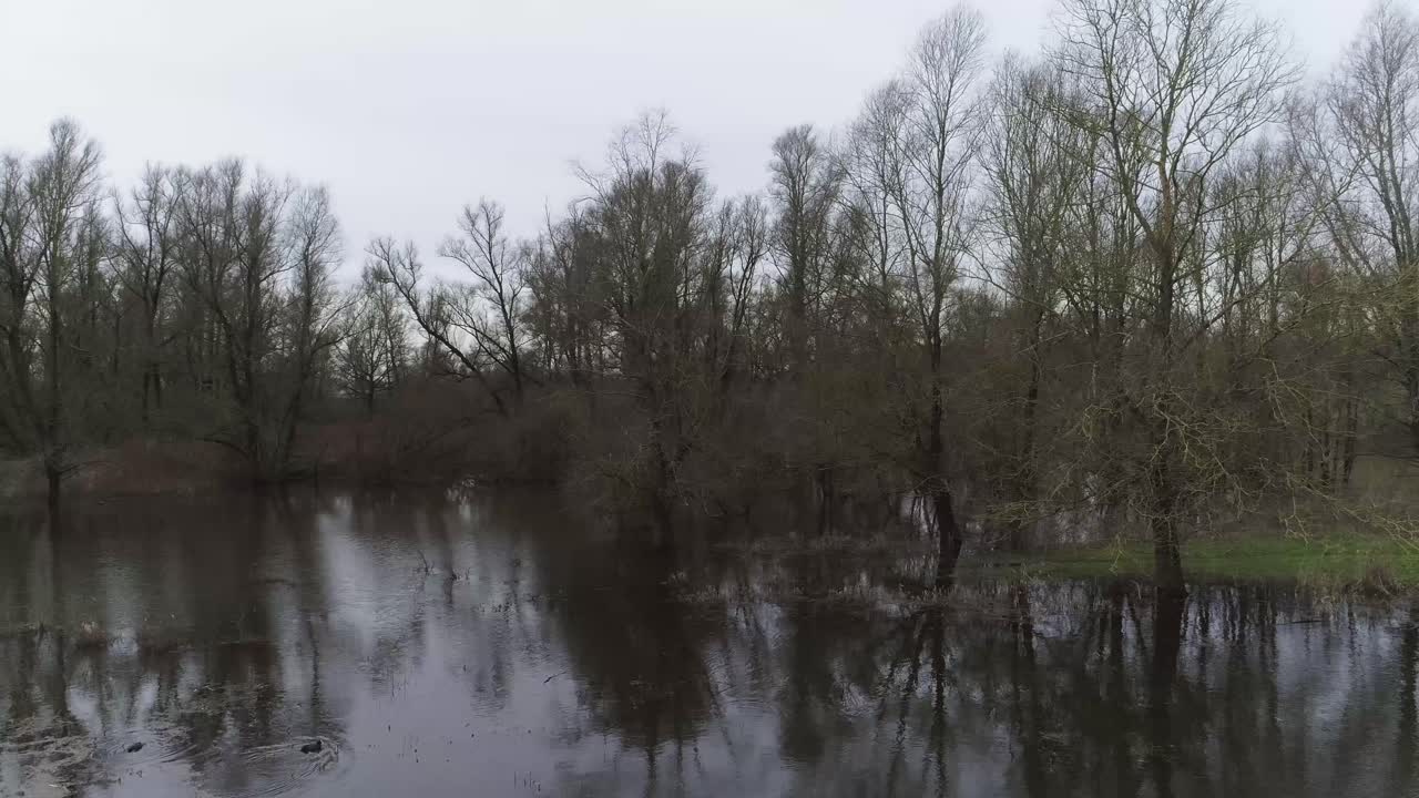 나무와 물 같은 늪의 드론 샷