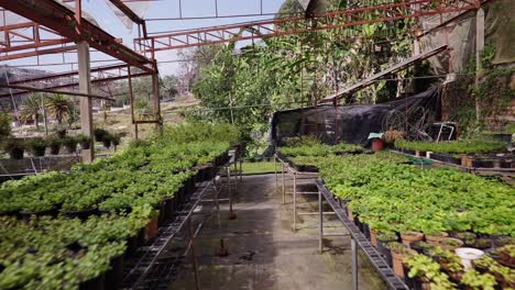 inside a bustling plant nursery with rows of healthy potted plants