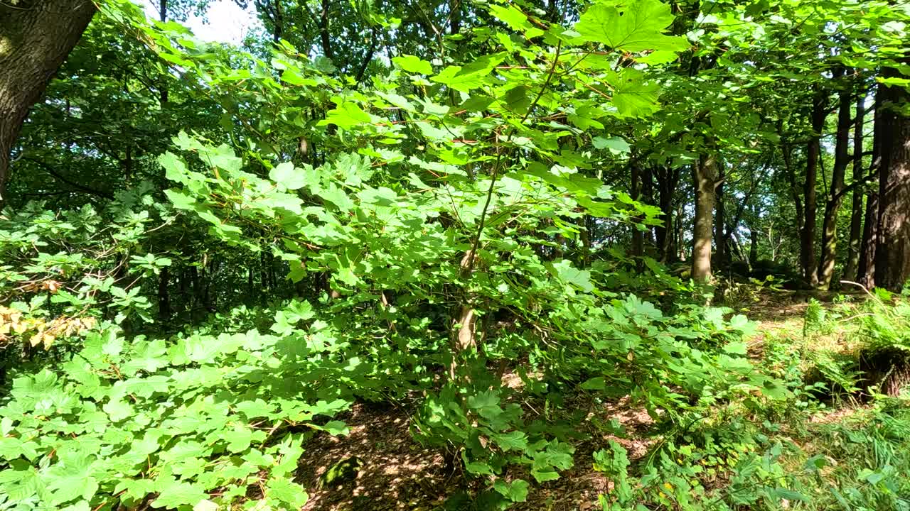 el sendero del bosque verde exuberante en stirling, escocia