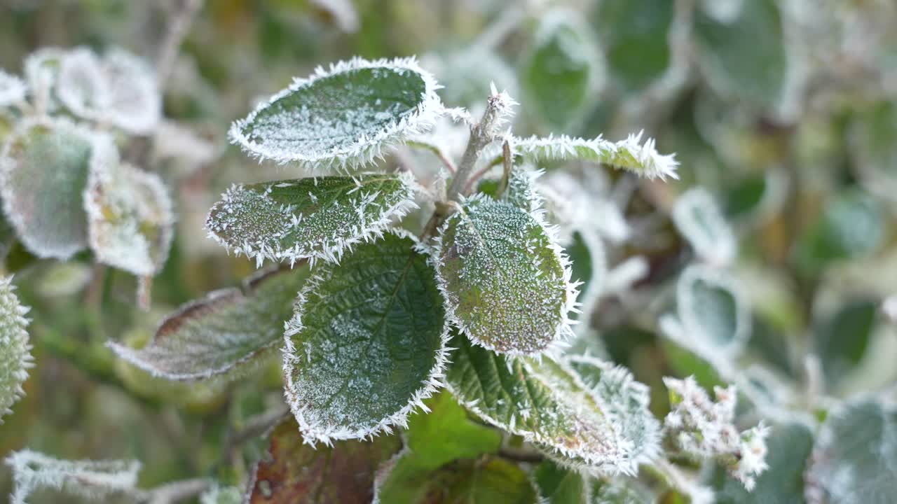 Foglie verdi con bordi smerigliati che ondeggiano delicatamente nella fredda brezza del mattino