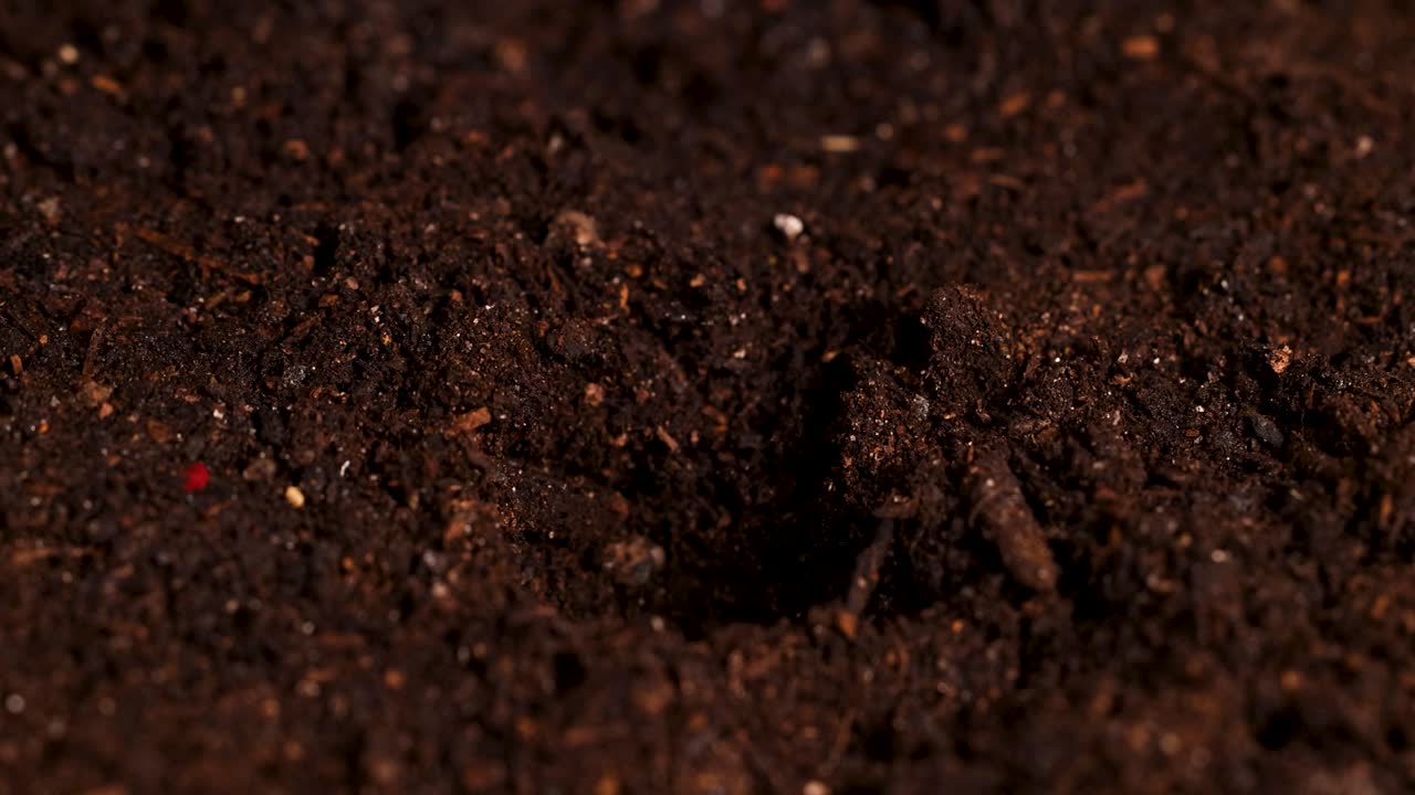 Un seme di fagiolo viene posizionato con cura nel terreno usando delle pinzette in un primo piano.