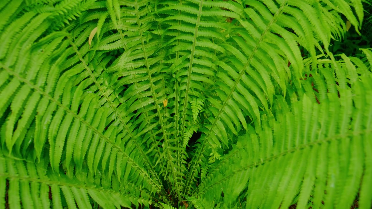 Primo piano di foglie di felce verde lussureggiante nella foresta. Il fogliame vibrante mostra dettagli e texture naturali. L'inquadratura evidenzia i toni verdi ricchi e rilassanti del sottobosco. Ideale per natura, benessere