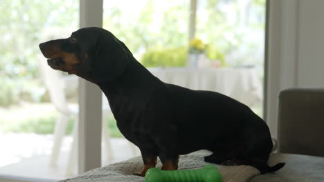 adorable young dachshund dog on couch in his home, close up view