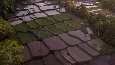 Terrace-Rice-Fields-at-Bali-Indonesia-with-reflections-during-sunrise,-aerial