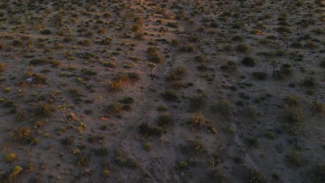 Drohne-Enthüllt-Schuss-Auf-Joshua-Tree-Während-Der-Goldenen-Stunde