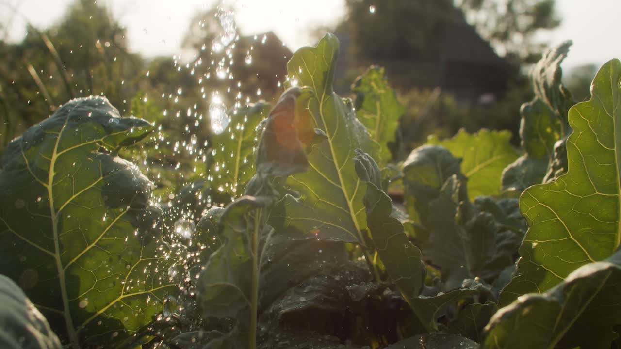 watering the garden during sunset