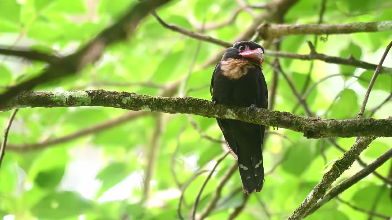 broadbill oscuro, corydon sumatranus, parque nacional kaeng krachan, tailandia