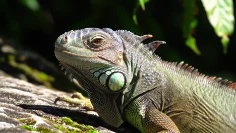 captivating close-ups of a colorful lizard highlighting intricate textures and unique features in a natural setting