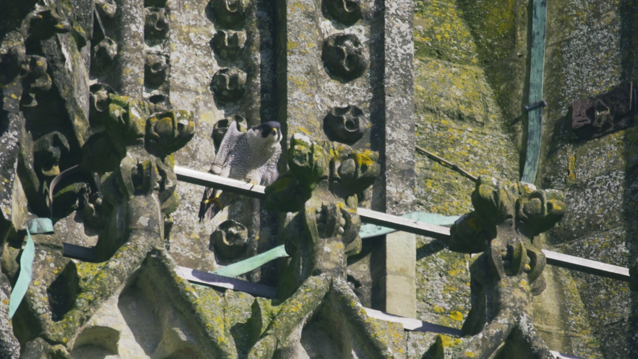 Close-up aerial shot of a peregrine falcon perched on detailed gothic stonework of Salisbury Cathedral in Wiltshire England UK