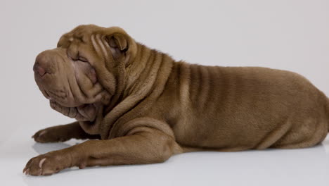 shar pei dog puppy lying down against white background