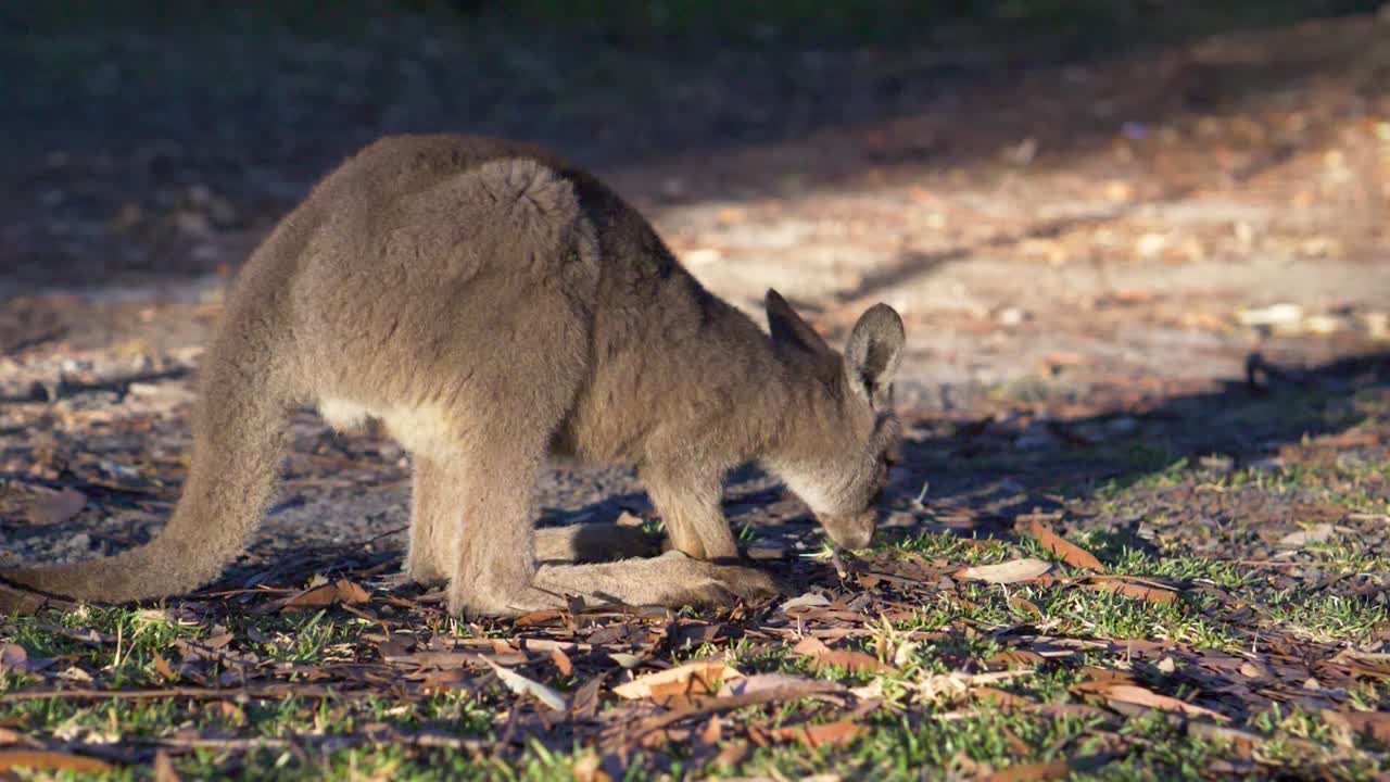 wallaby bebé pastando en el interior de australia por la mañana