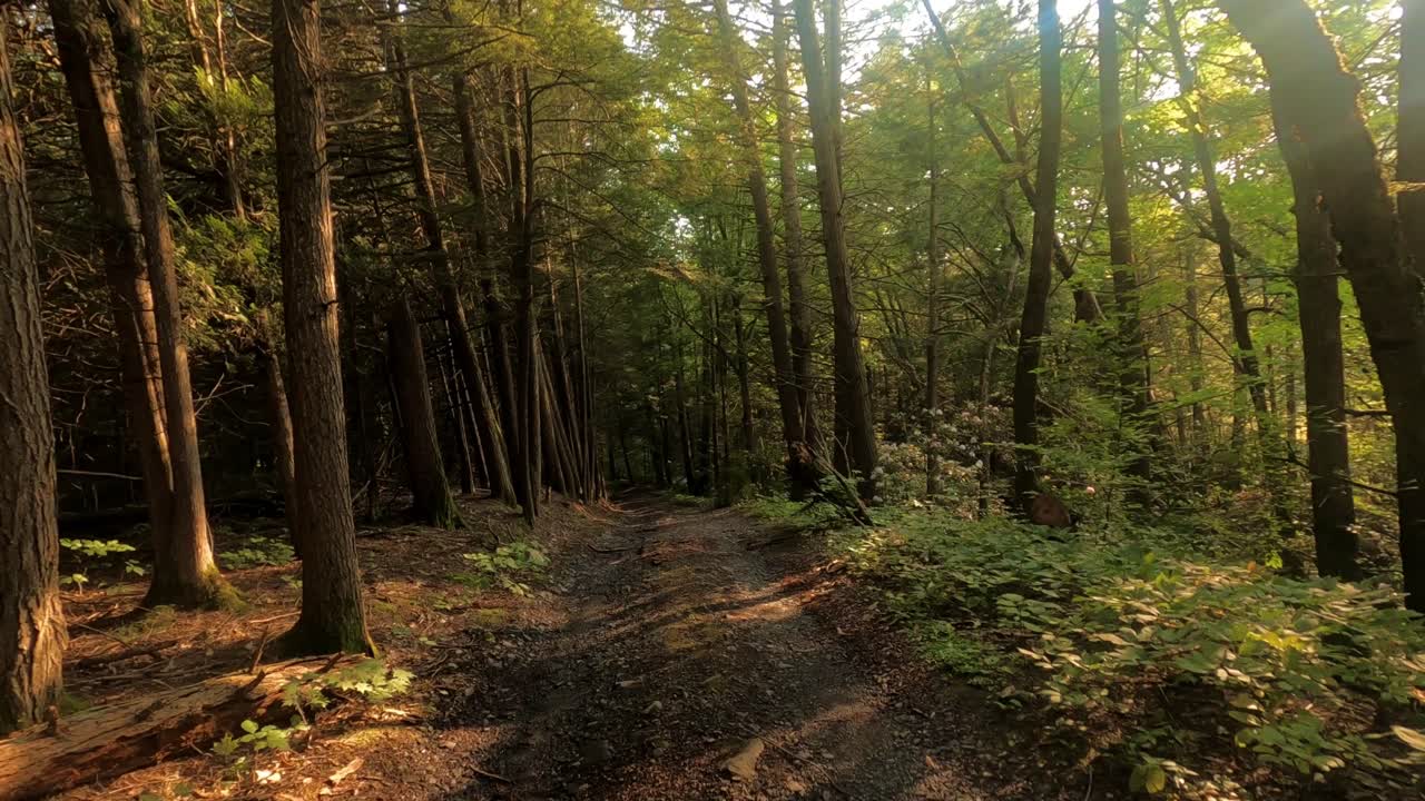 caminar bosque de pinos hiper lapso de tiempo en las montañas catskill durante el verano en el valle del hudson de nueva york