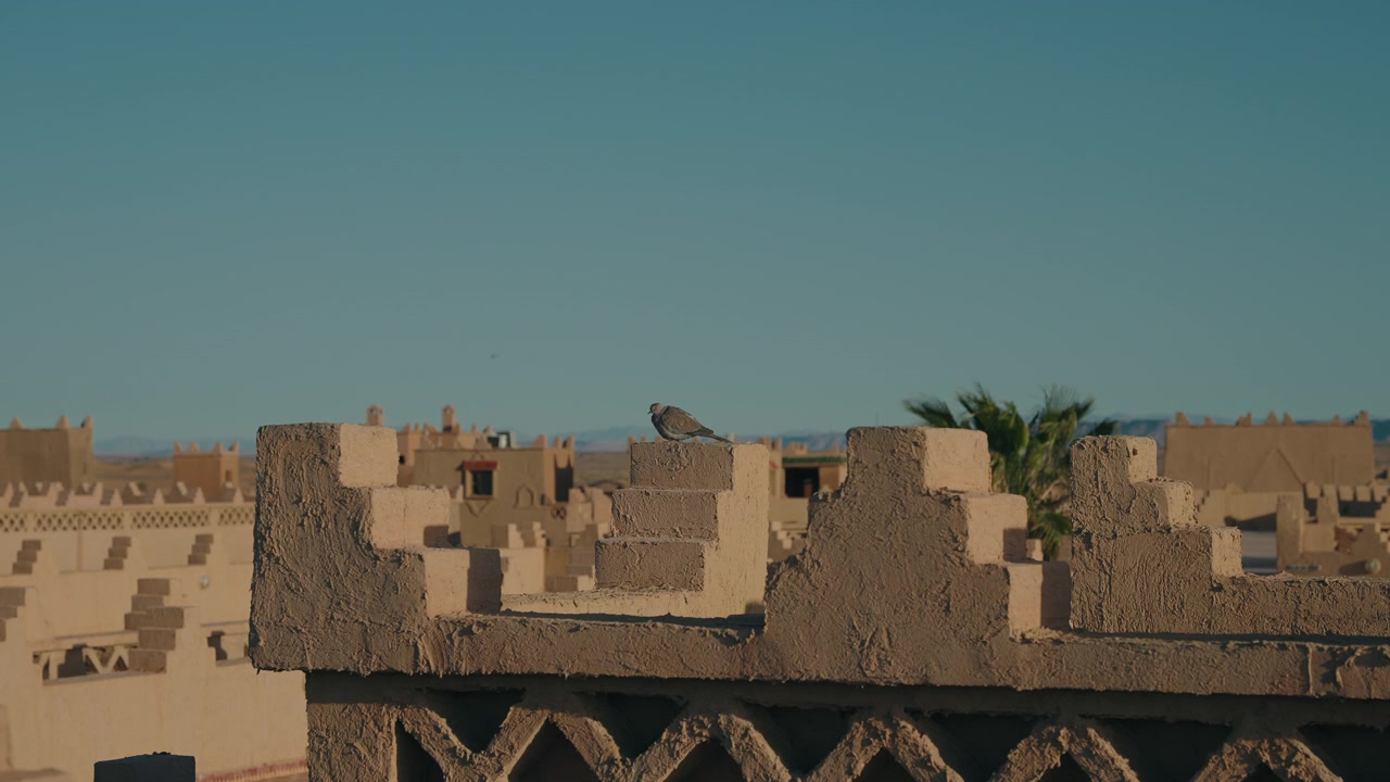 Piccione appollaiato sul tetto di una kasbah tradizionale a Erfoud, Marocco