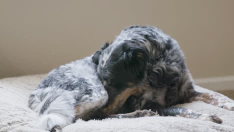 dog laying on bed licking itself