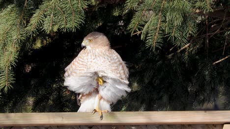 Windblown-Cooper's-Hawk-is-preening-while-sitting-on-a-fence