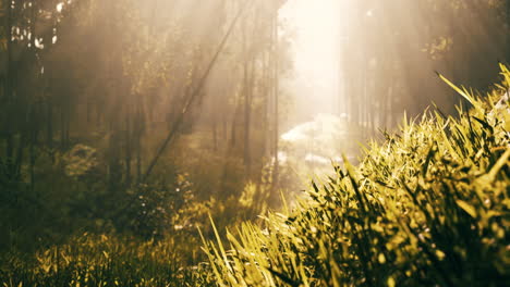 green bamboo forest in the morning sunlight