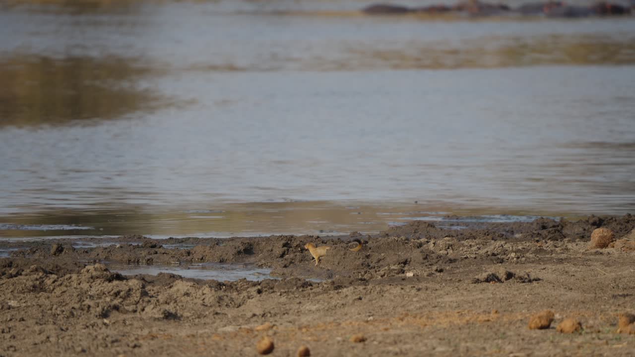 Slender mongoose drinks at a watering hole in Kruger national park, then lifts its head to scan the area before lowering to drink again. Slow motion wildlife behavior detail