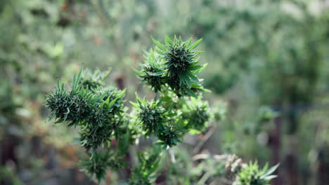 cannabis plant with buds