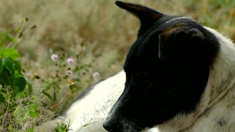 dog in meadow