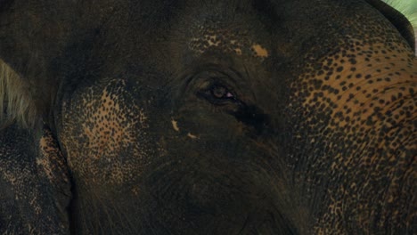 Close-up-on-captive-elephant-eyes-and-mouth