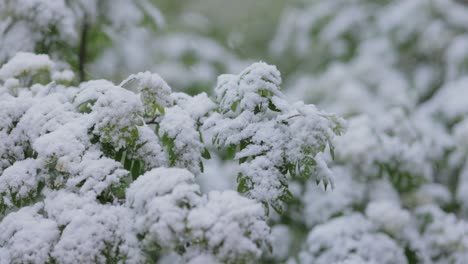 Nevadas-Sobre-Hojas-Verdes-De-Primavera.-La-No-Punibilidad-Del-Tiempo-Y-El-Cambio-Climático-En-El-Planeta-Tierra.