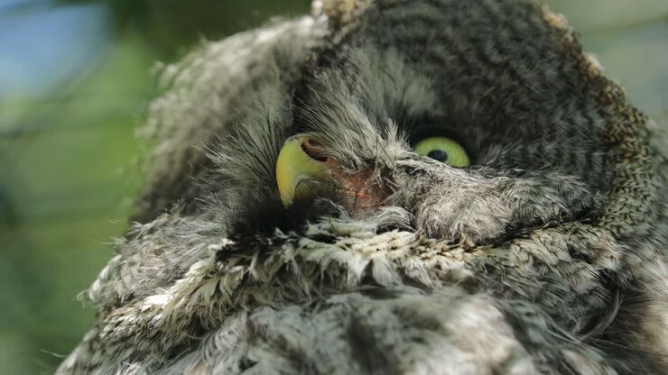 Great gray owl (Strix nebulosa) is a very large owl, documented as the world's largest species of owl by length. It is distributed across the Northern Hemisphere.