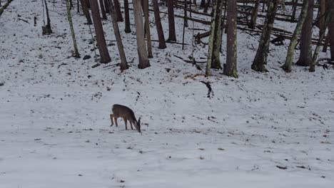 Un-Adorable-Cervatillo-Buscando-Comida-En-La-Nieve