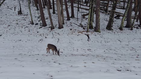an adorable little baby deer forging for food in the snow