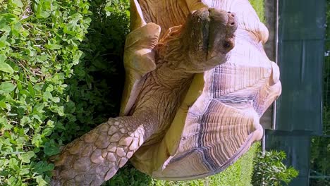 sulcata tortoise walking fast toward camera. vertical format