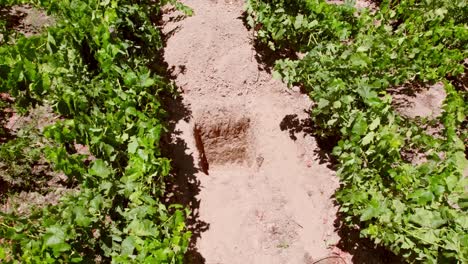 Tilt-down-aerial-view-of-a-calcareous-calicata-with-a-soil-of-difficult-absorption-in-the-Maule-Valley,-Chile